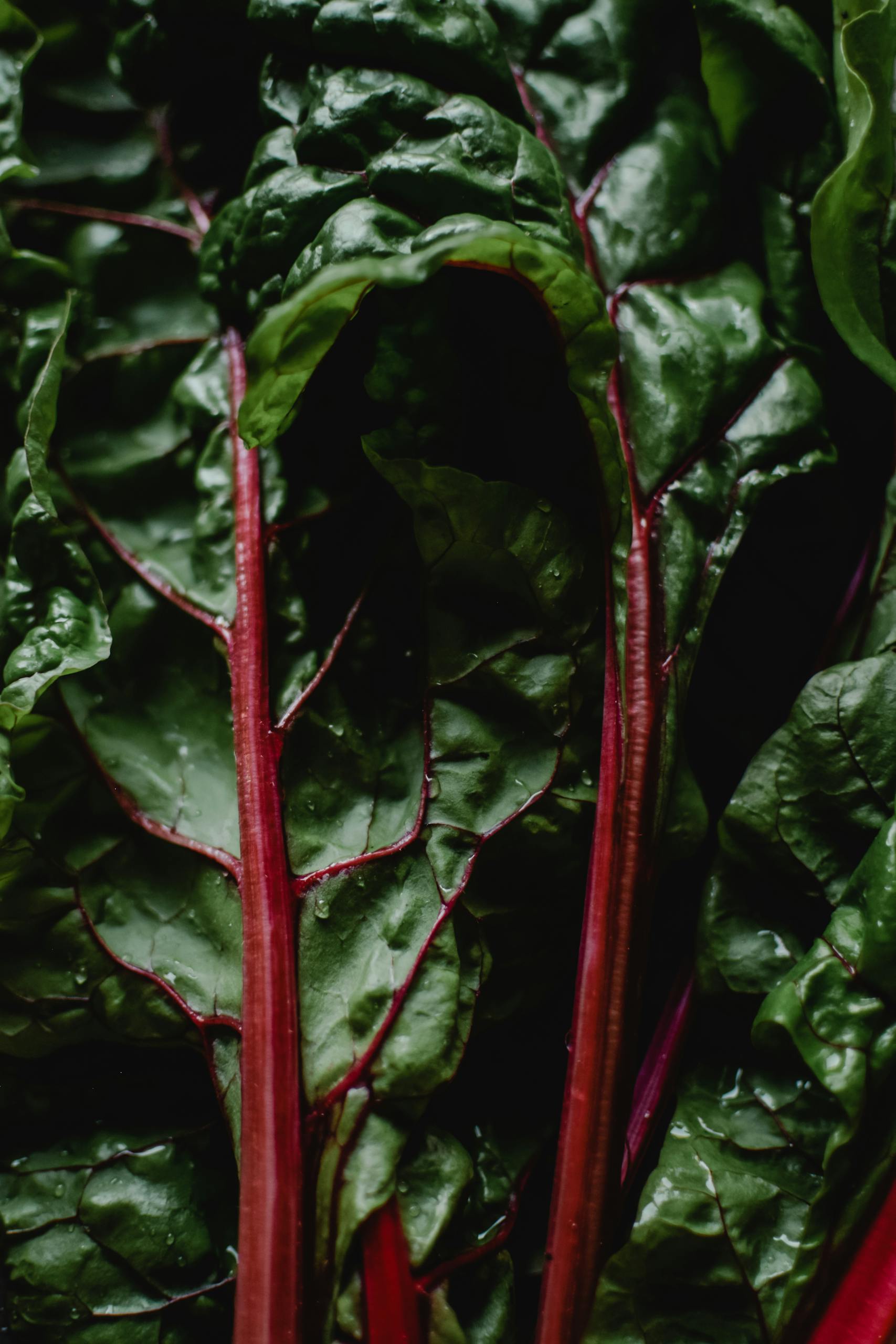 Close-up of fresh Swiss chard leaves highlighting their vibrant colors and textures.